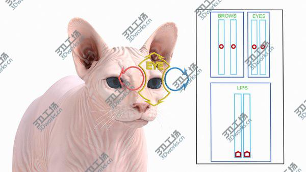 images/goods_img/20210312/Cream Sphynx Cat Rigged 3D model/3.jpg